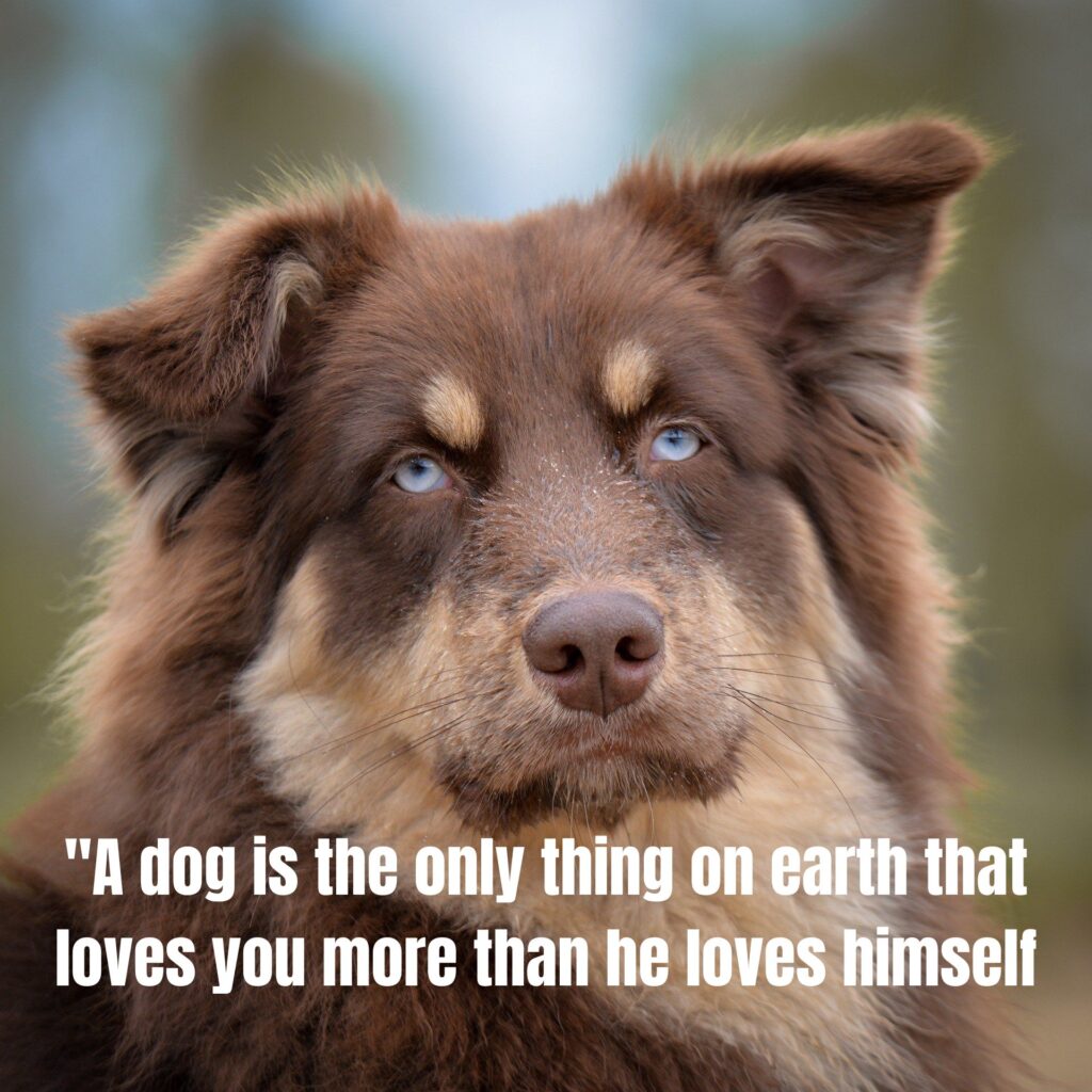 70 Heartfelt Quotes and Messages for the Loss of Pet: Finding Comfort During Your Grief