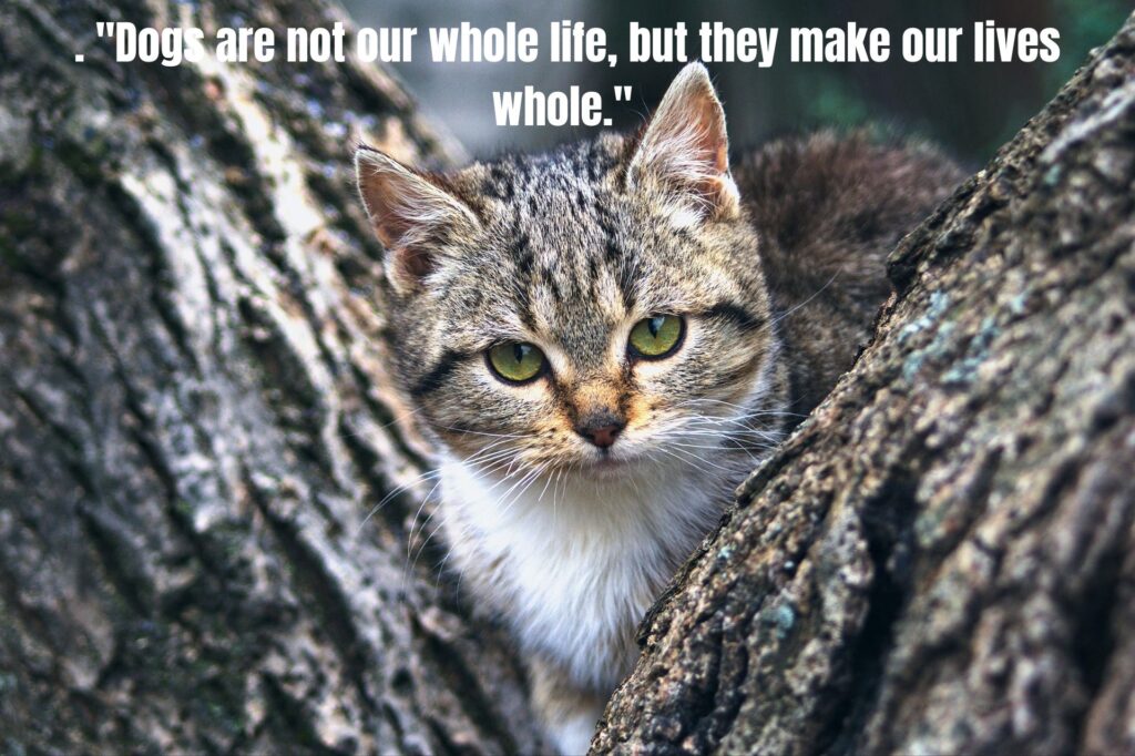 70 Heartfelt Quotes and Messages for the Loss of Pet: Finding Comfort During Your Grief