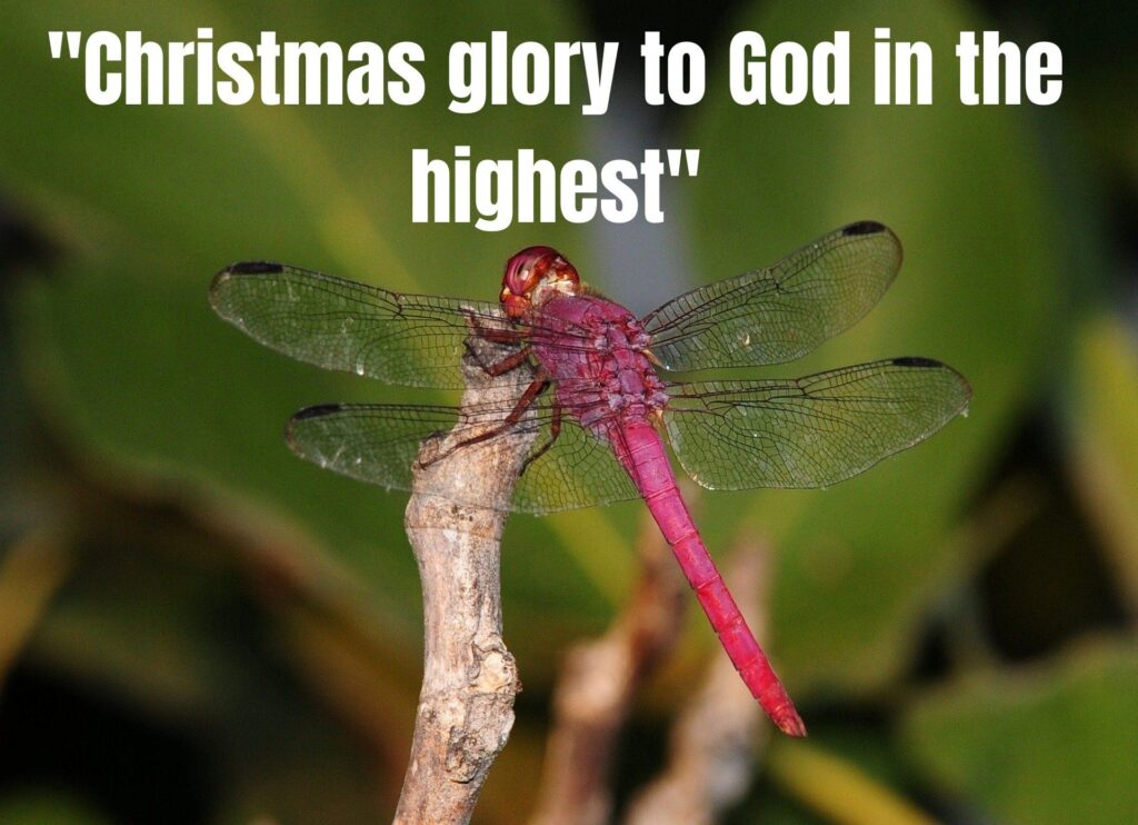 100+ Short Christmas Card Messages for Family and Friends That Spread Holiday Joy