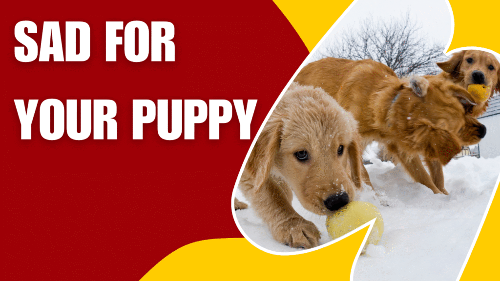 100+ Sympathy Messages for Loss of Dog: Finding the Right Words to Comfort a Grieving Dog Owner