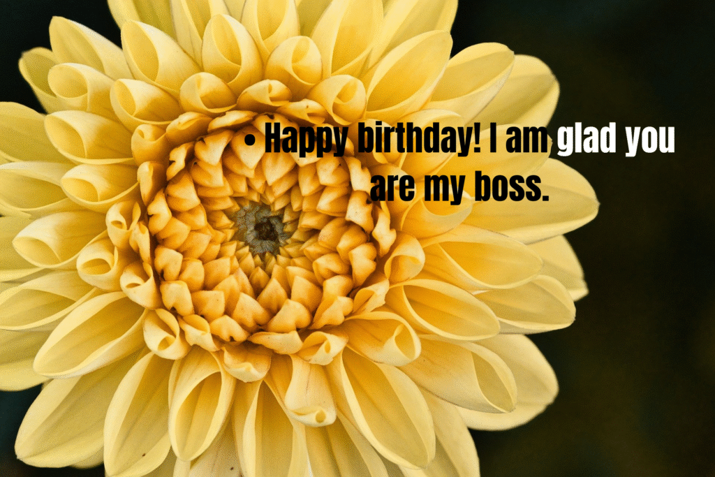 Happy Birthday Wishes For Boss: 50 Honest Messages to Show Professional Appreciation